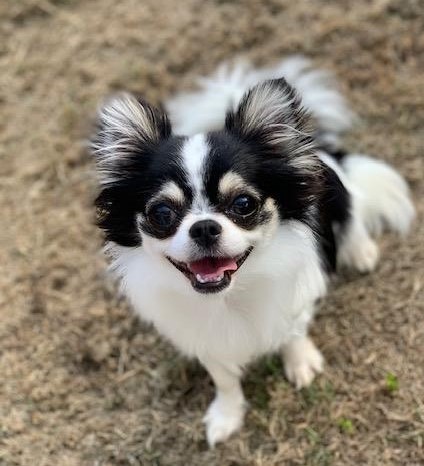 Enlarge Tess, a Adopted Chihuahua in Little Rock, AR image 2/5