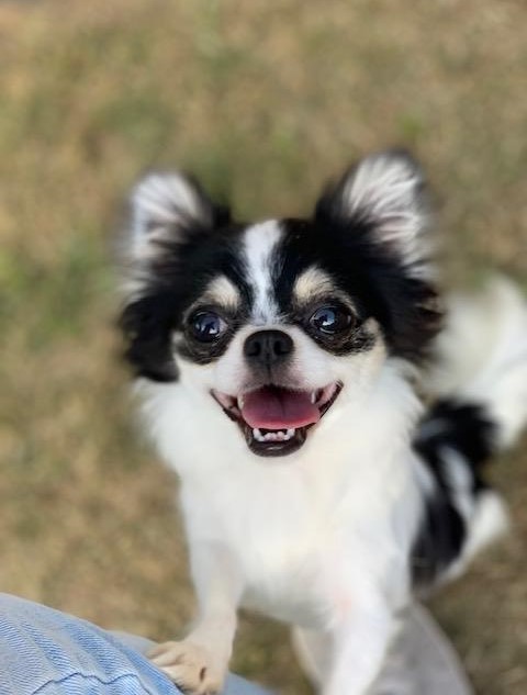 Enlarge Tess, a Adopted Chihuahua in Little Rock, AR image 4/5