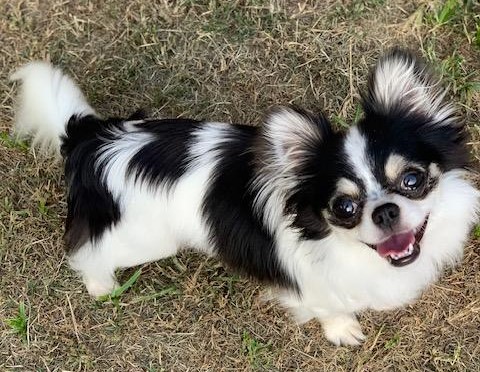 Enlarge Tess, a Adopted Chihuahua in Little Rock, AR image 3/5