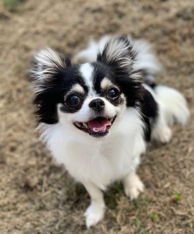 Enlarge Tess, a Adopted Chihuahua in Little Rock, AR image 1/5