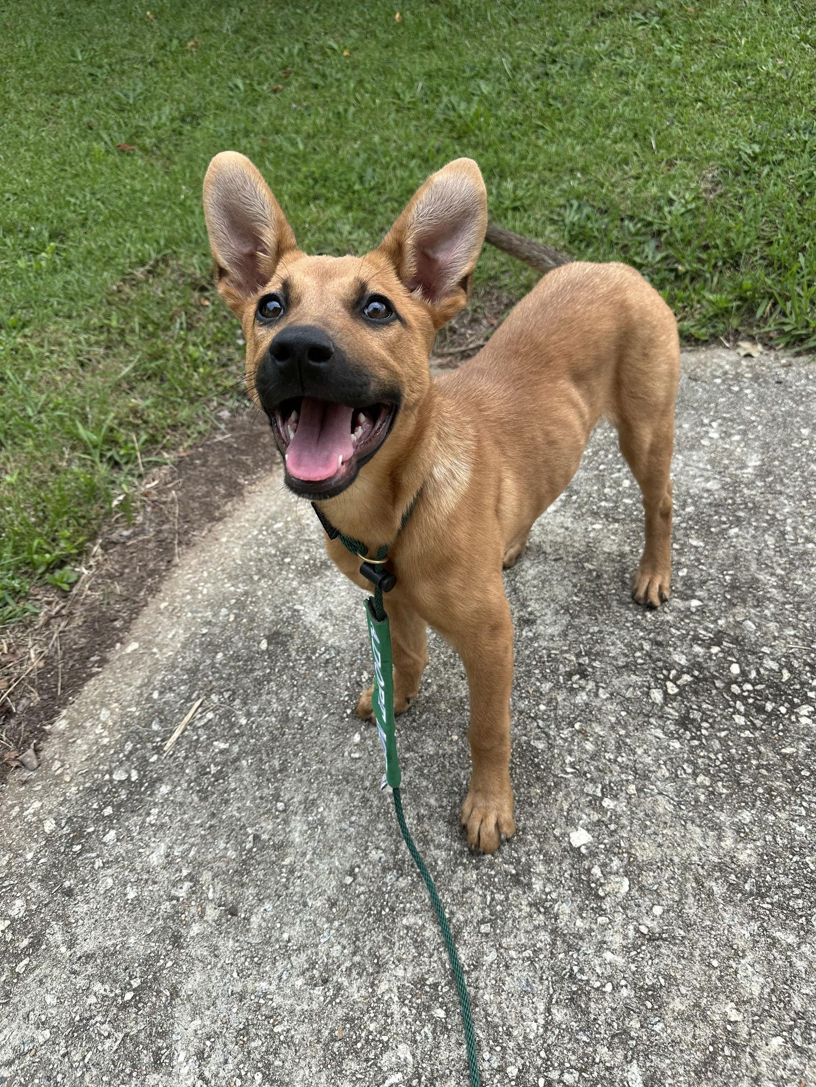 Jelly Bean, a Adopted mixed breed in Greenville, SC image 1/3