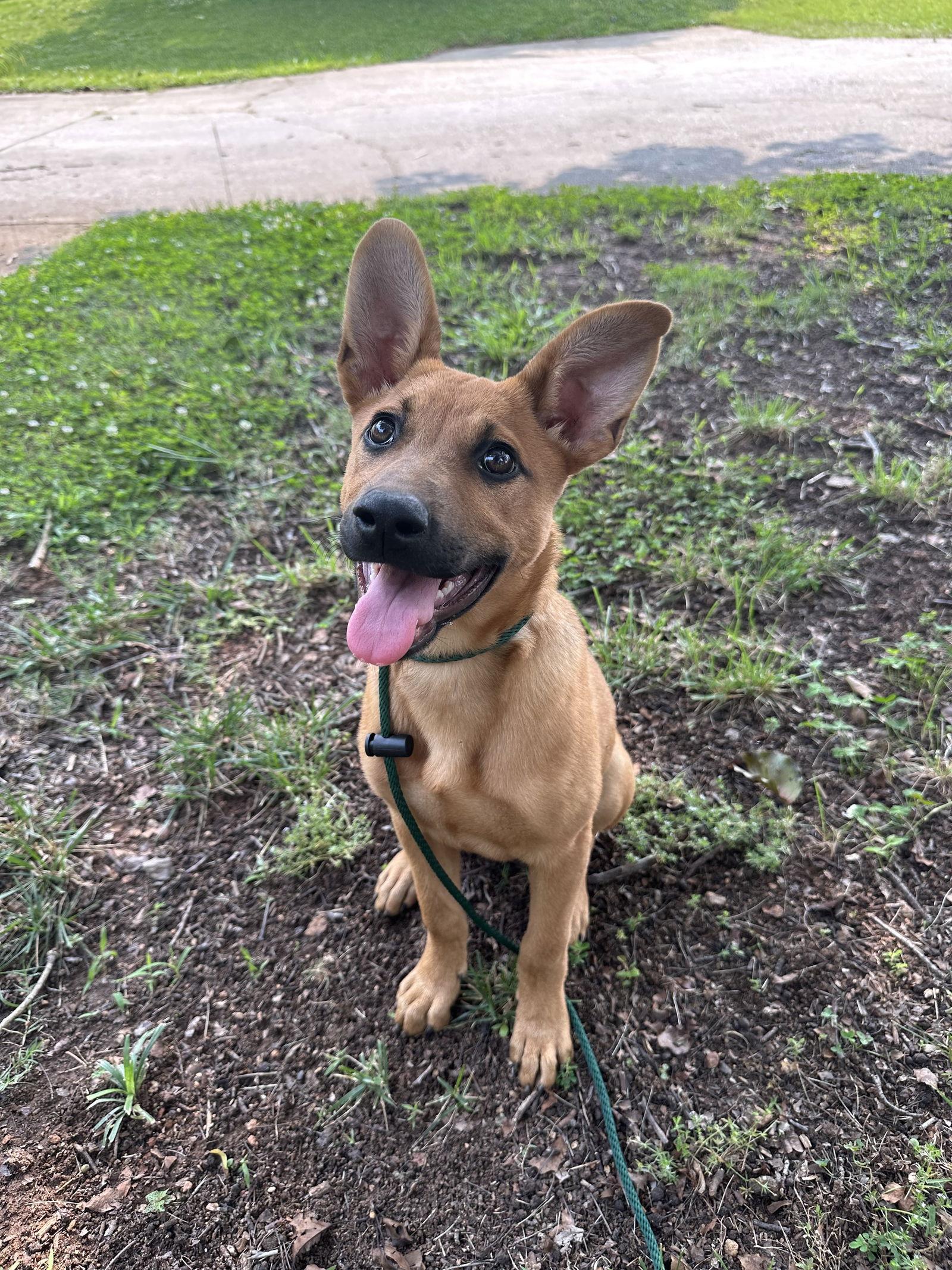 Jelly Bean, a Adopted mixed breed in Greenville, SC image 2/3