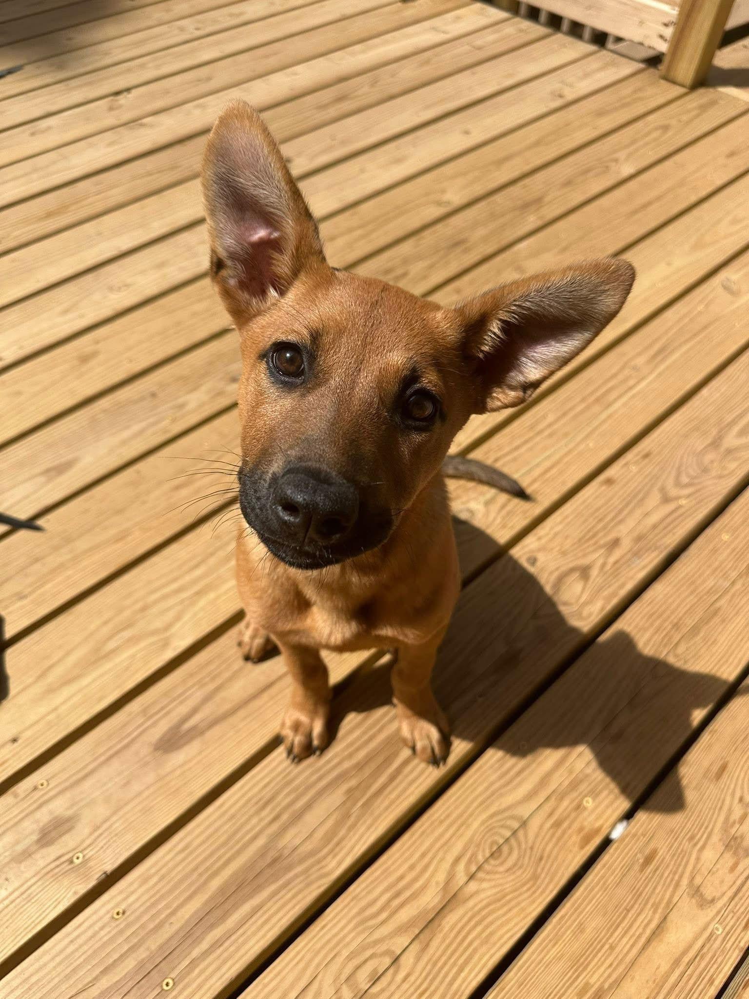 Jelly Bean, a Adopted mixed breed in Greenville, SC image 3/3