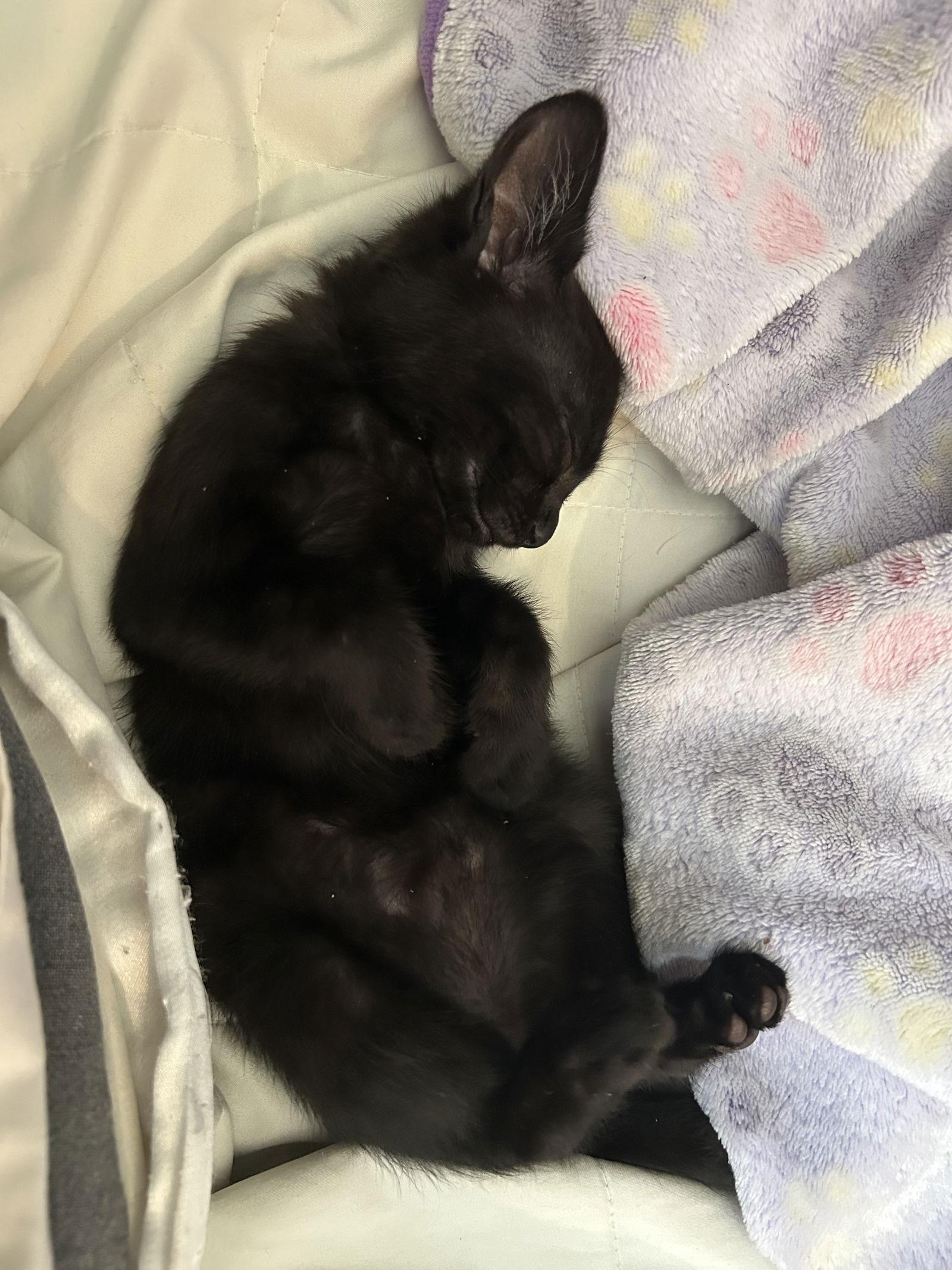 Enlarge Knightly, a Adopted Domestic Short Hair in Orlando, FL image 1/3