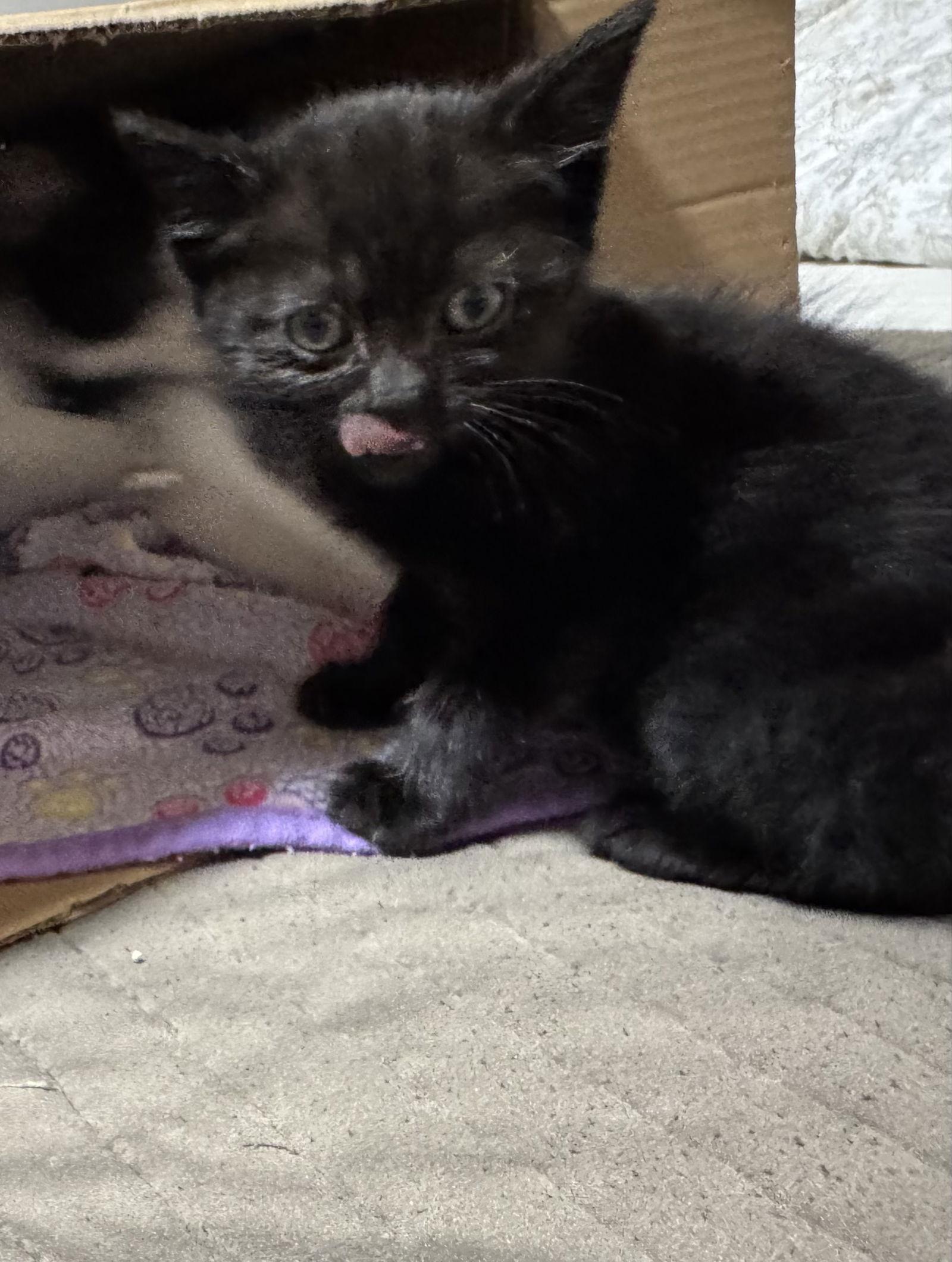 Enlarge Knightly, a Adopted Domestic Short Hair in Orlando, FL image 2/3