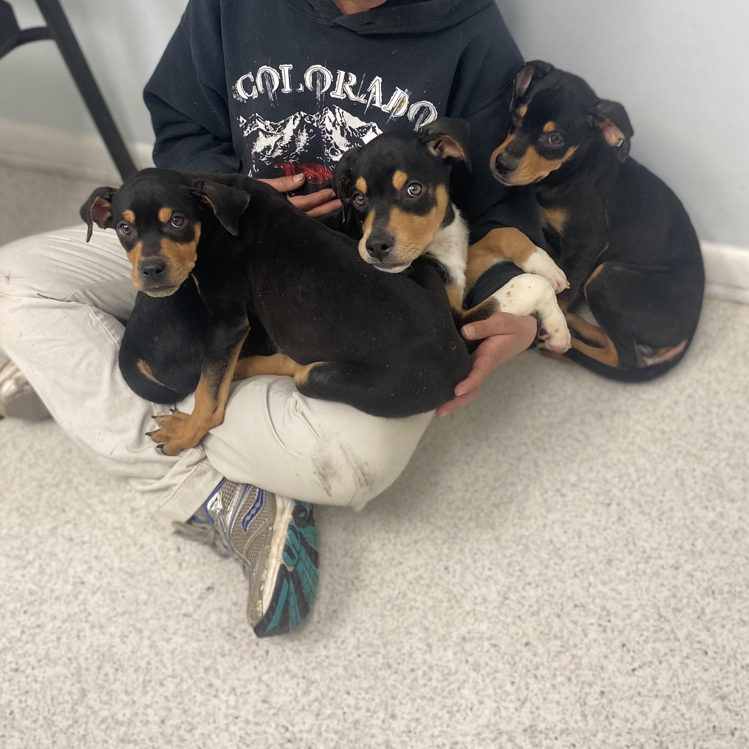 Enlarge Harry, a Adoptable mixed breed in Silver Spring, MD image 2/6