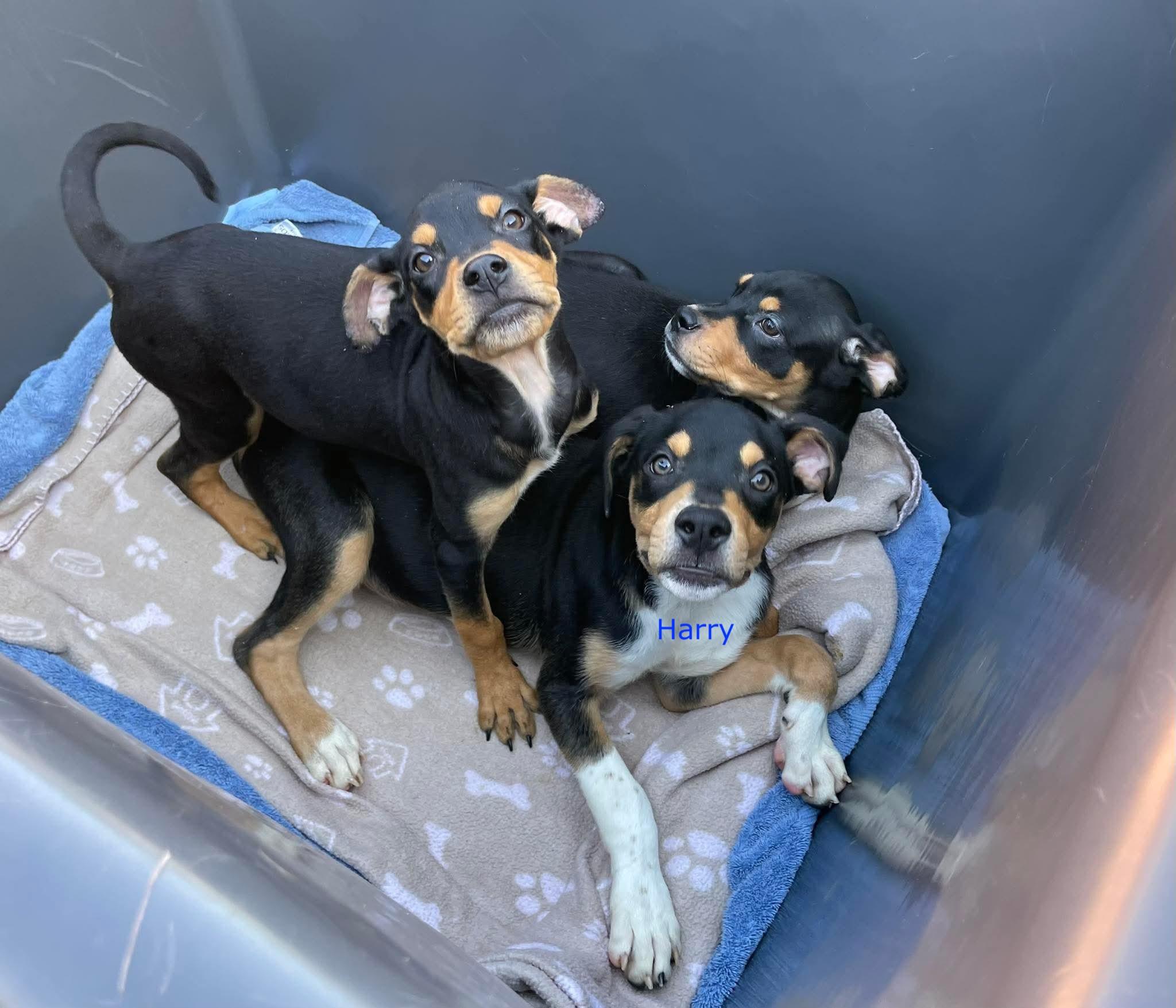 Harry, Adoptable, Puppy Female Rottweiler & Chihuahua.