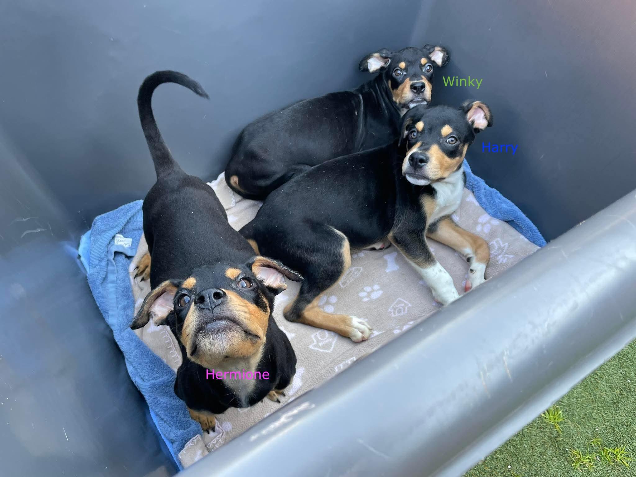 Enlarge Harry, a Adoptable mixed breed in Silver Spring, MD image 5/6
