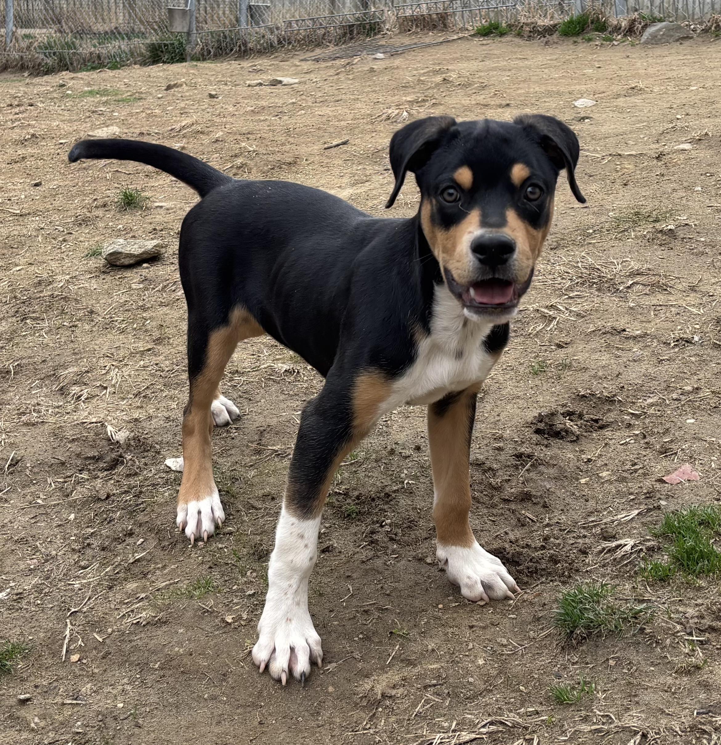 Harry, Adoptable, Puppy Female Rottweiler & Chihuahua.