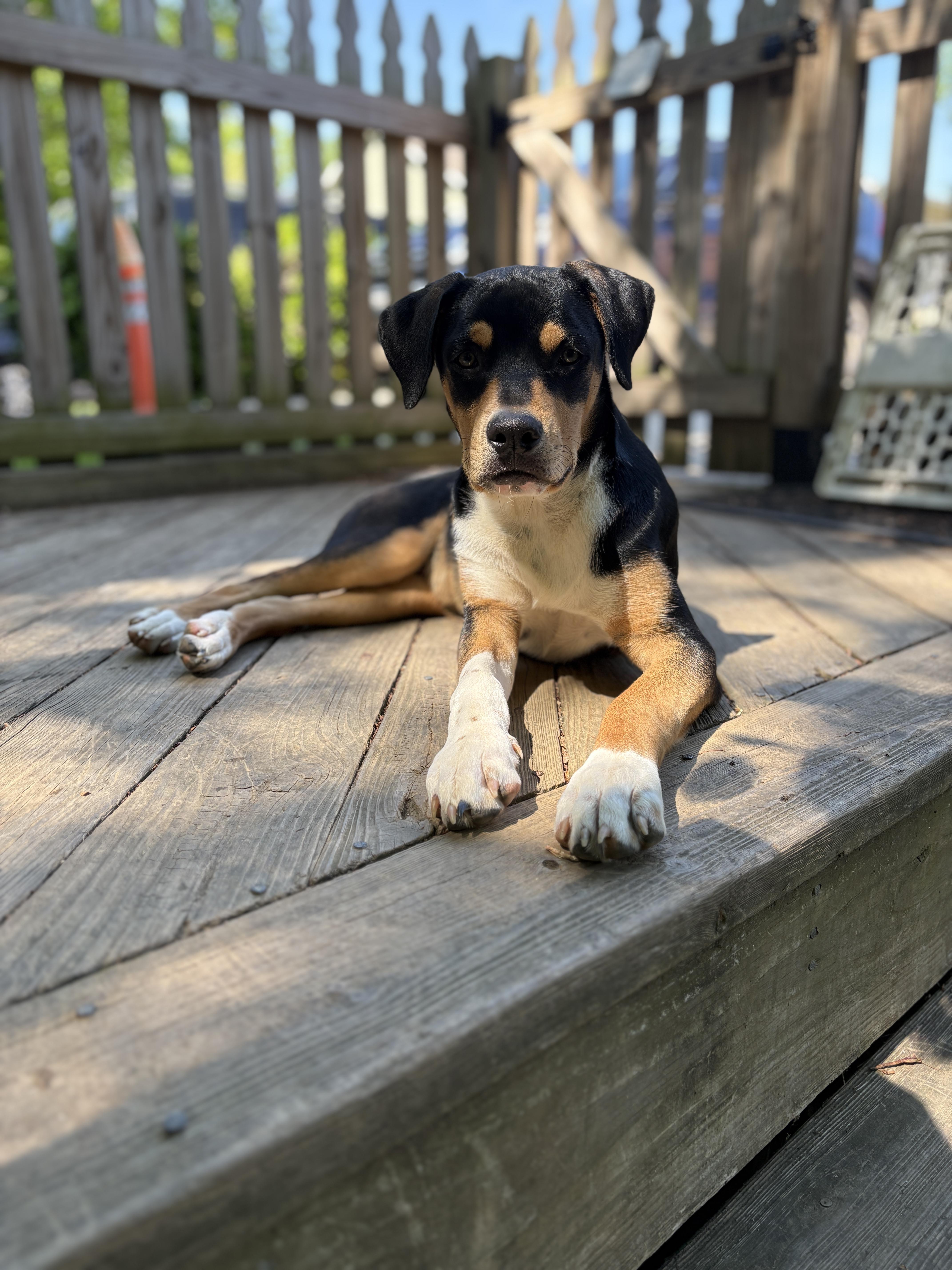 Harry, Adoptable, Young Female Rottweiler & Greater Swiss Mountain Dog.