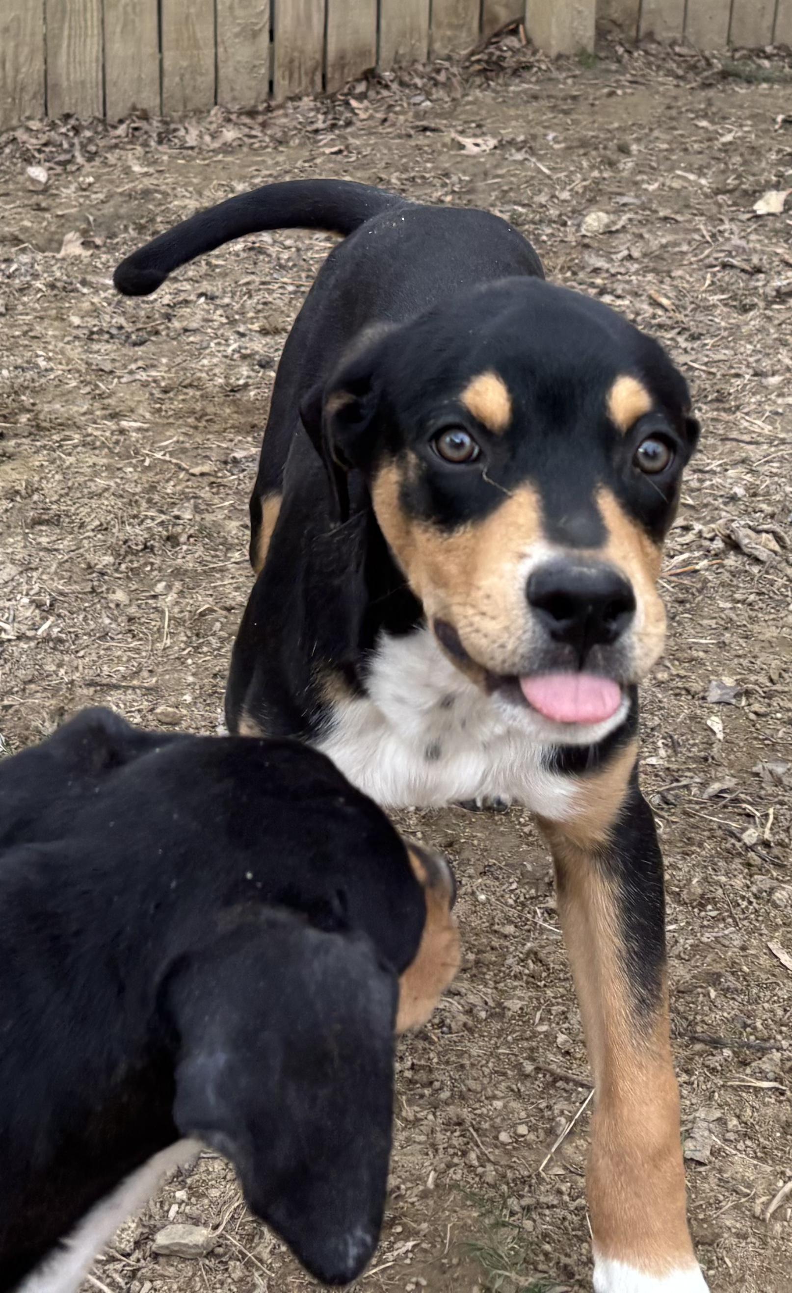 Enlarge Harry, a Adoptable mixed breed in Silver Spring, MD image 2/5