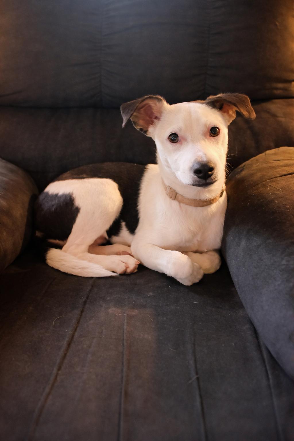 Enlarge Missy, a ADOPTABLE mixed breed in Pembroke, MA image 1/4