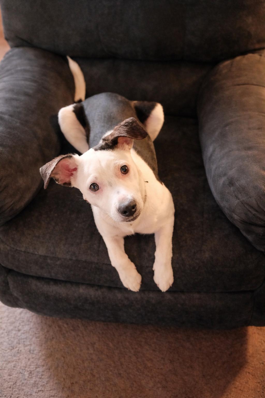 Enlarge Missy, a ADOPTABLE mixed breed in Pembroke, MA image 2/4