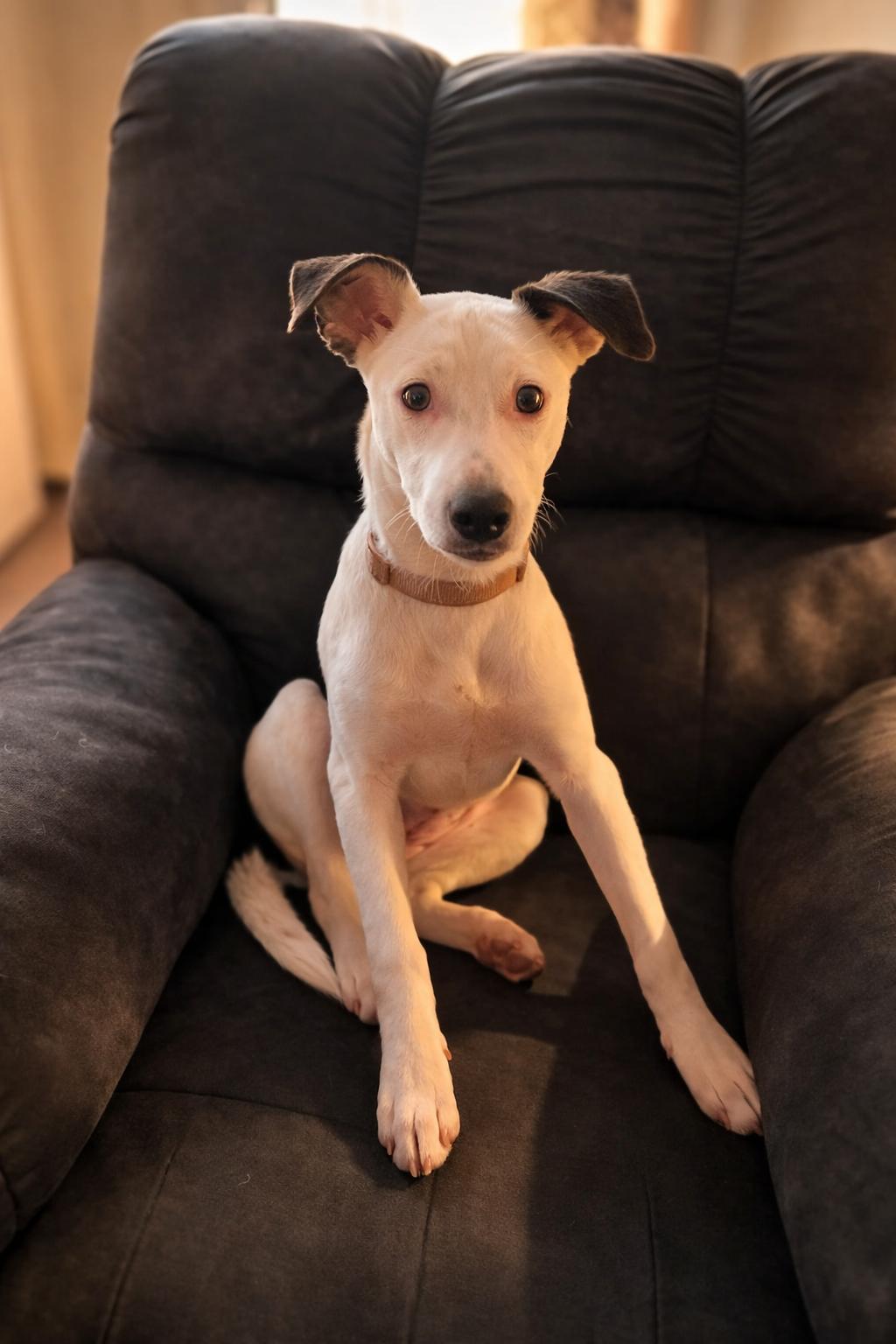 Enlarge Missy, a ADOPTABLE mixed breed in Pembroke, MA image 3/4