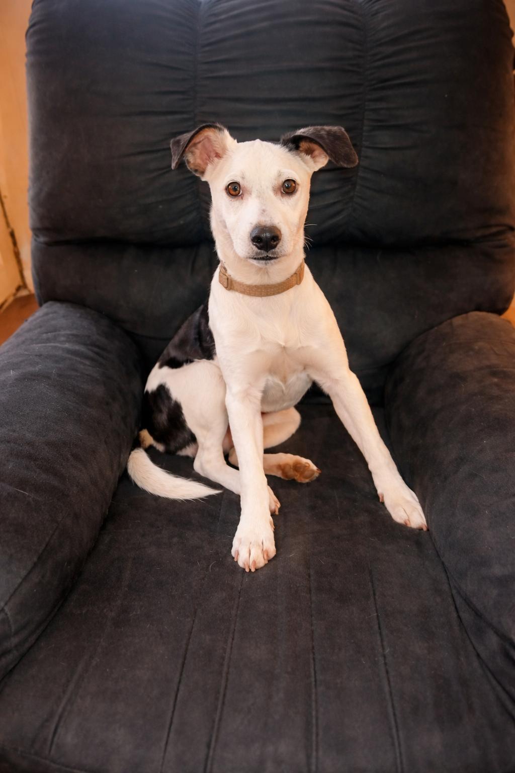 Enlarge Missy, a ADOPTABLE mixed breed in Pembroke, MA image 4/4