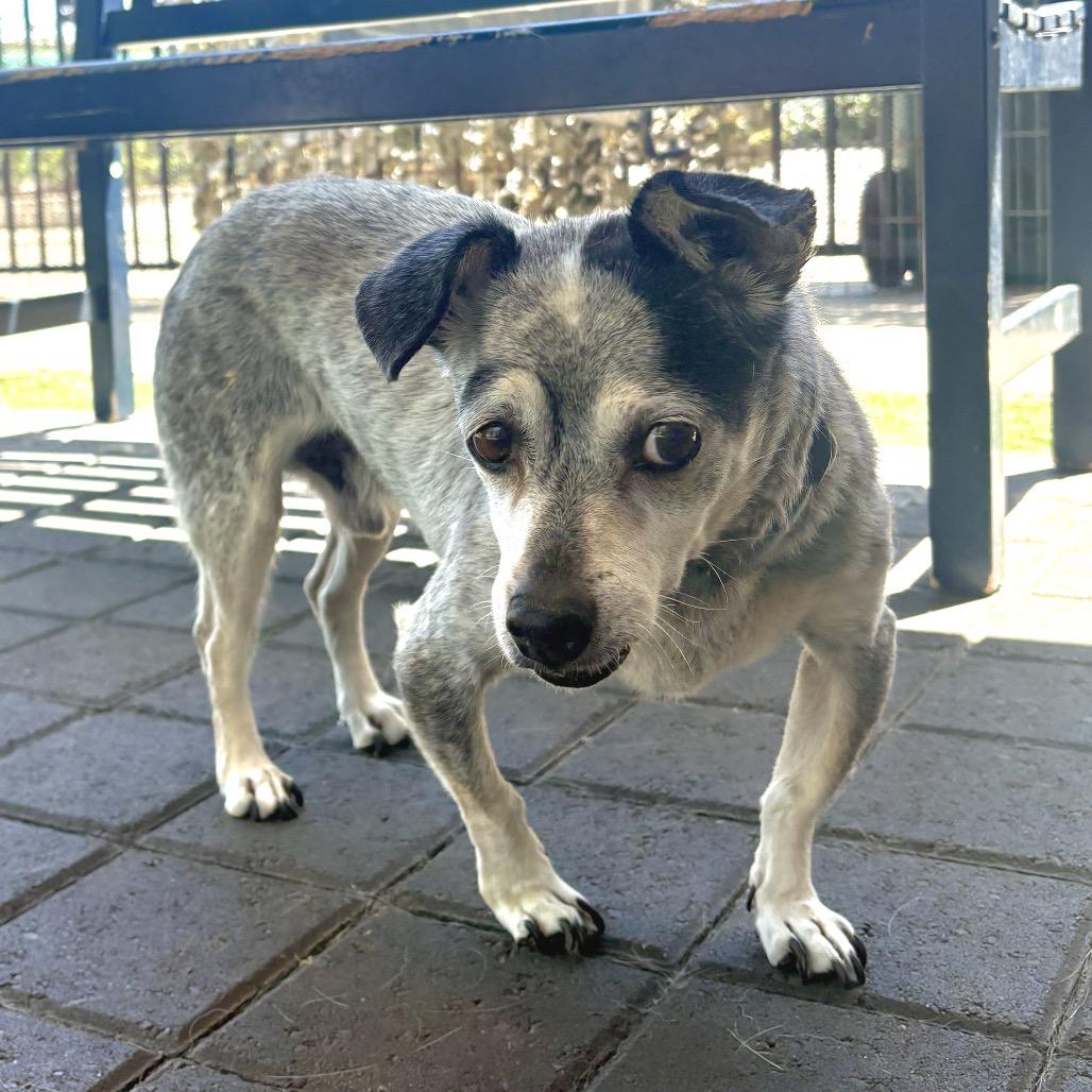 Enlarge J.J., a Adoptable mixed breed in San Francisco, CA image 3/6