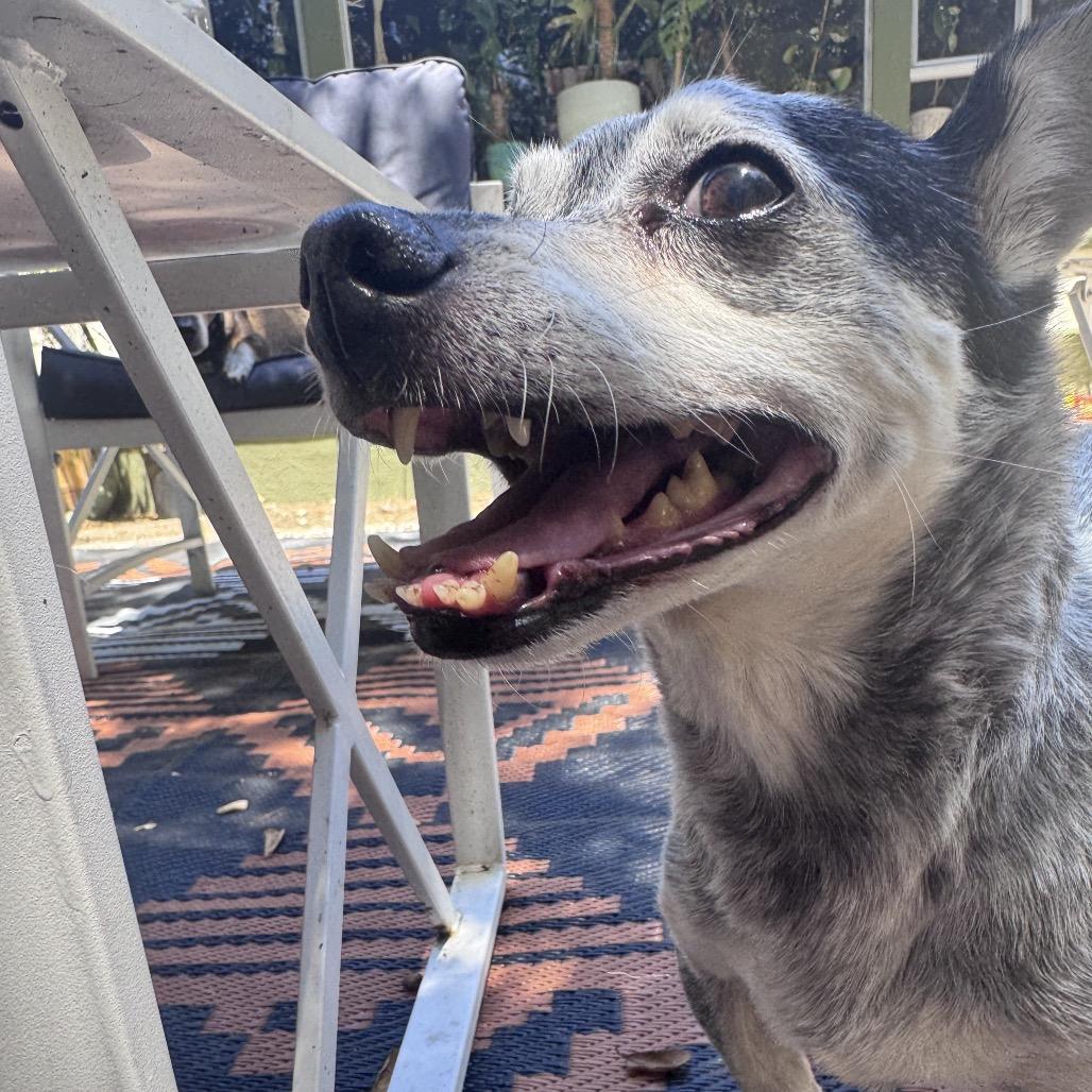 Enlarge J.J., a Adoptable mixed breed in San Francisco, CA image 4/6
