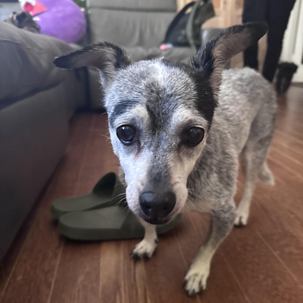 Enlarge J.J., a Adoptable mixed breed in San Francisco, CA image 5/6