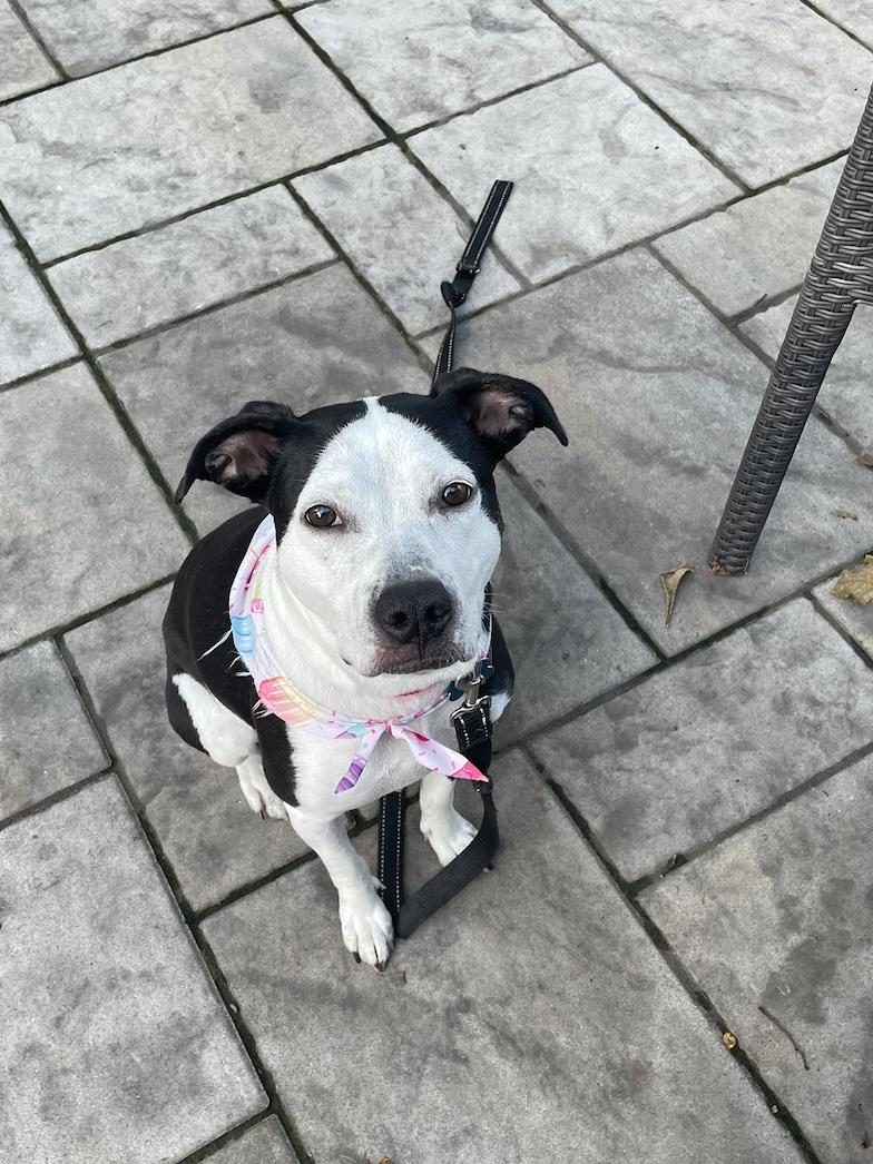 Jam, Adoptable, Adult Female Pit Bull Terrier.
