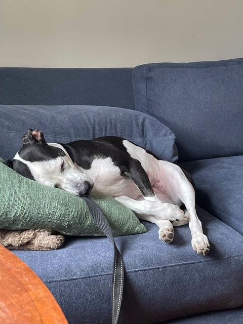 Enlarge Jam, a Adoptable mixed breed in Lombard, IL image 2/6