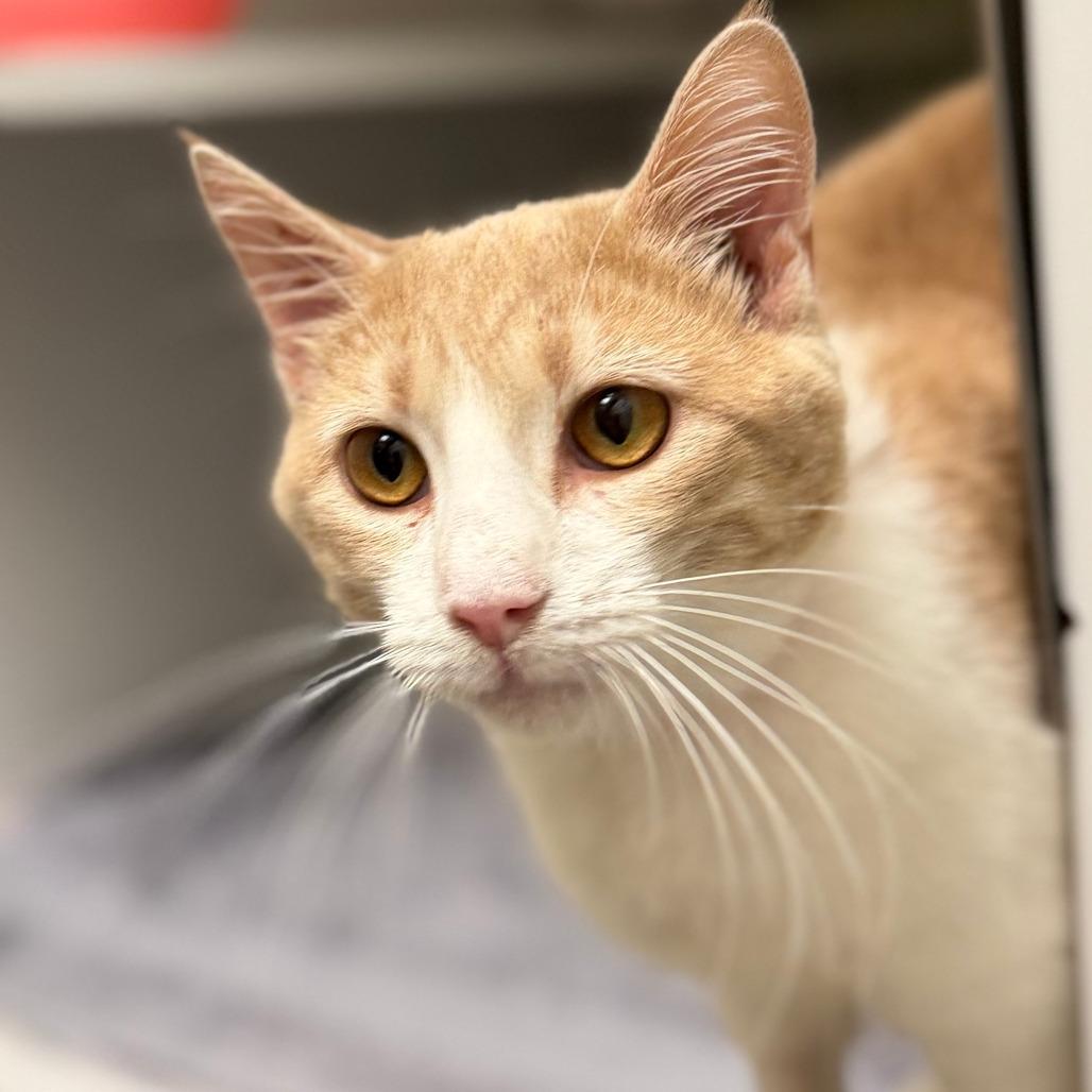 Enlarge Duck, a Adoptable Domestic Short Hair in Auburn, AL image 1/4