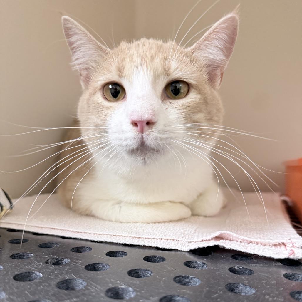 Enlarge Duck, a Adoptable Domestic Short Hair in Auburn, AL image 2/4
