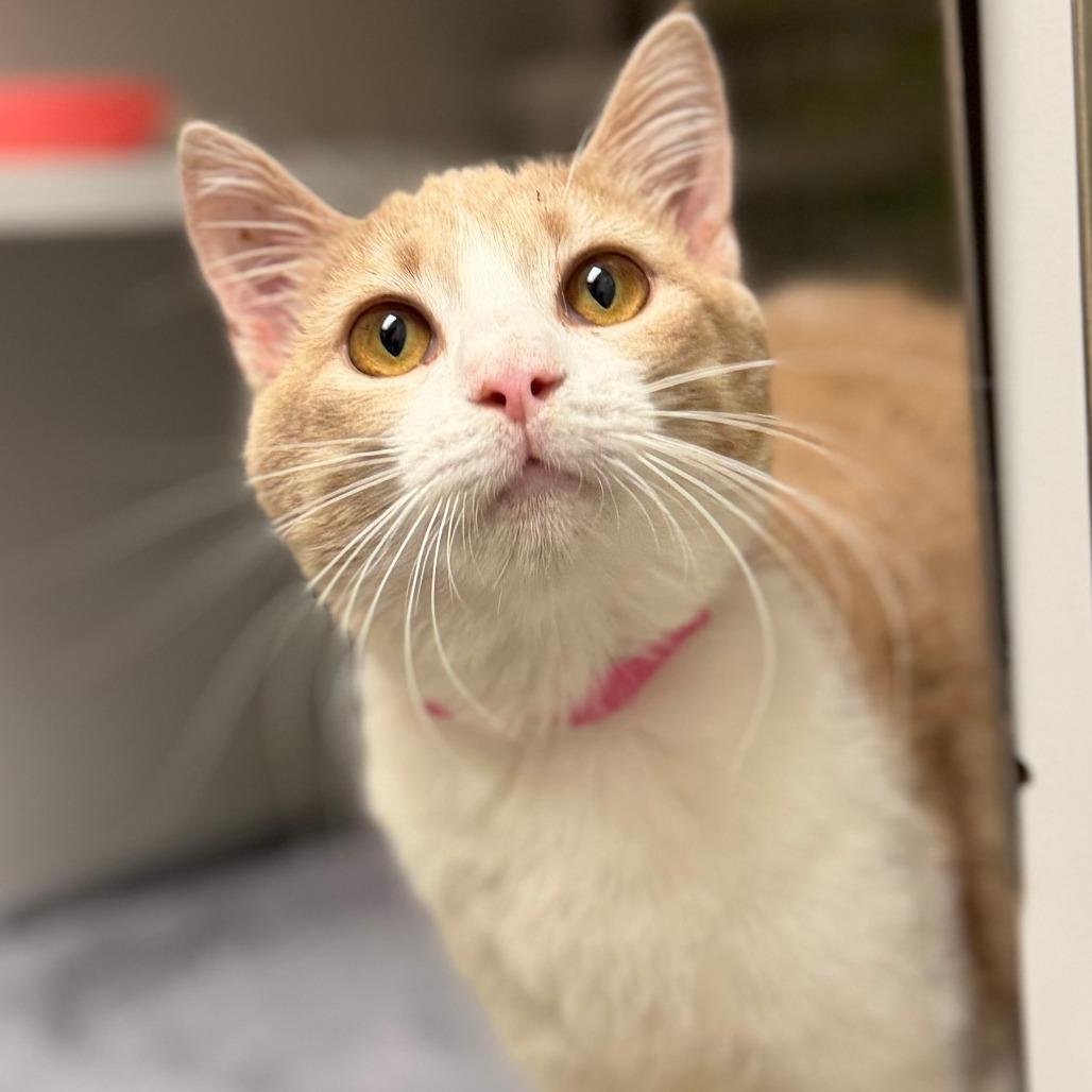 Enlarge Duck, a Adoptable Domestic Short Hair in Auburn, AL image 3/4