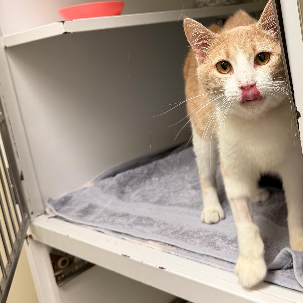 Enlarge Duck, a Adoptable Domestic Short Hair in Auburn, AL image 4/4