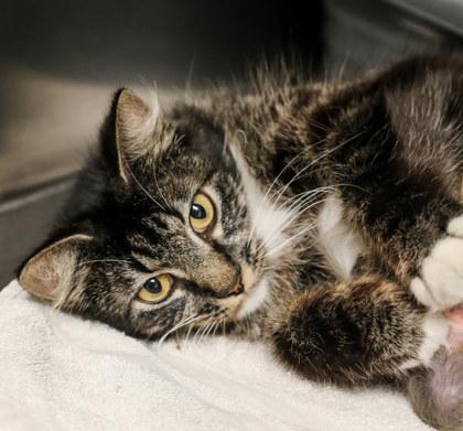 Sassy, Adoptable, Young Female Domestic Long Hair & Domestic Short Hair.