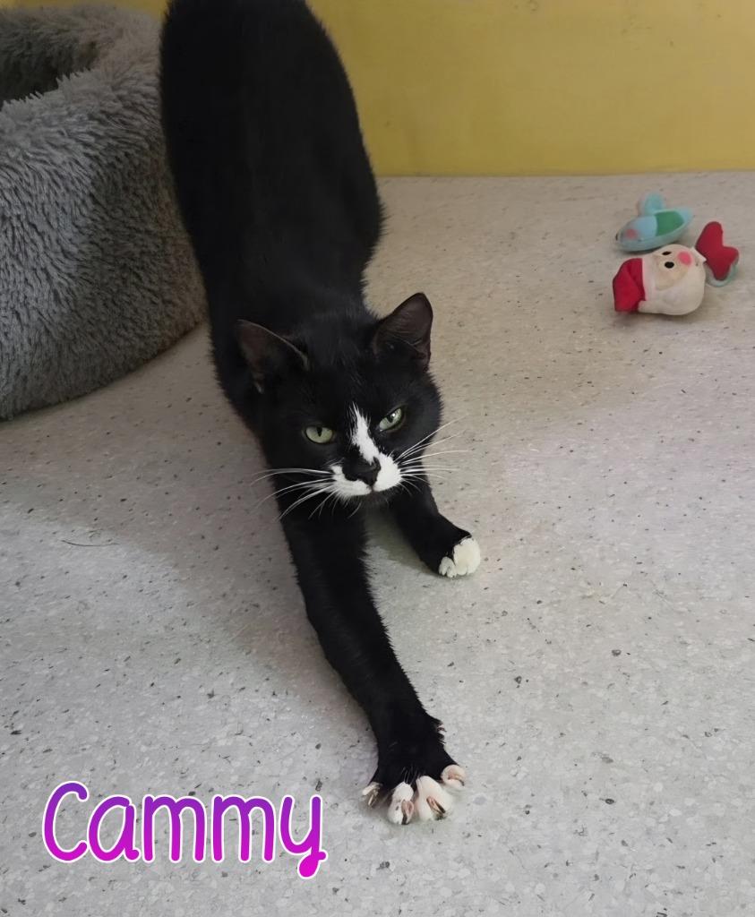 Cammy, Adoptable, Young Female Domestic Short Hair.