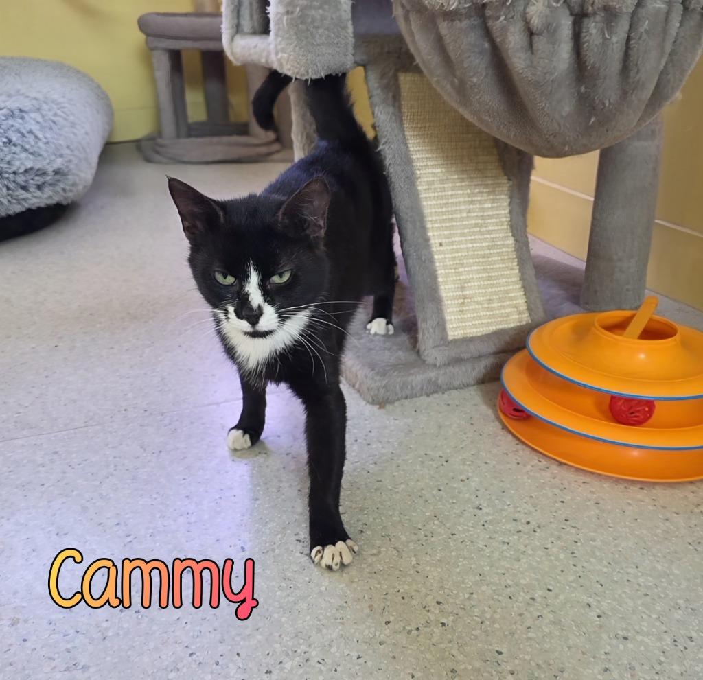 Enlarge Cammy, a Adoptable mixed breed in Port Clinton, OH image 2/2