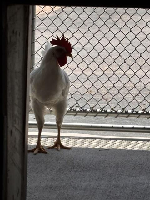 CHAZZ, Adoptable, Young Male Chicken.