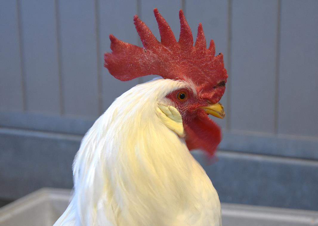 CHAZZ, Adoptable, Young Male Chicken.