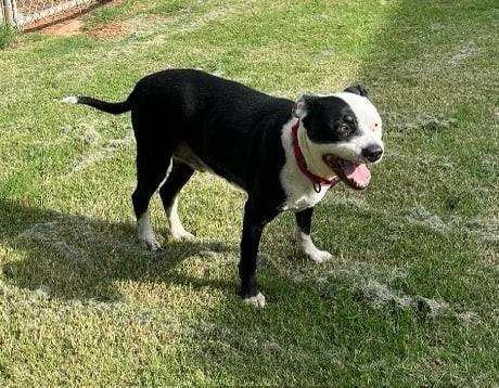 Gus photo 3