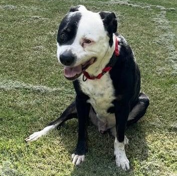 Gus, Senior Male American Staffordshire Terrier
