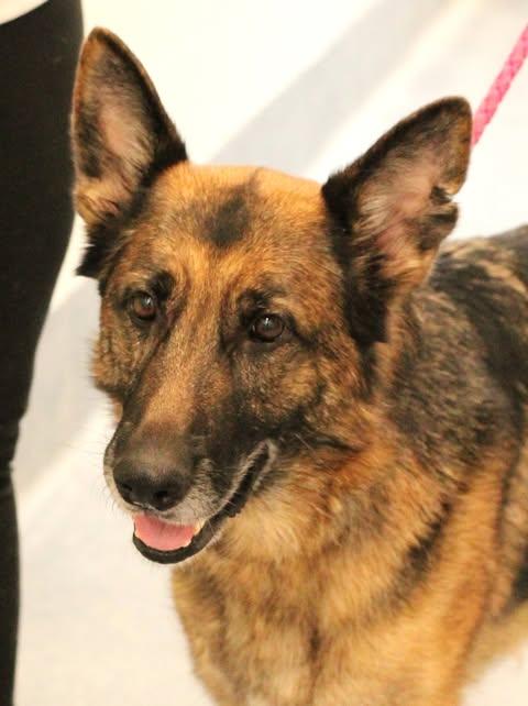 Enlarge 25-01866 LACEY , a ADOPTABLE German Shepherd Dog in Fredericksburg, VA image 2/2