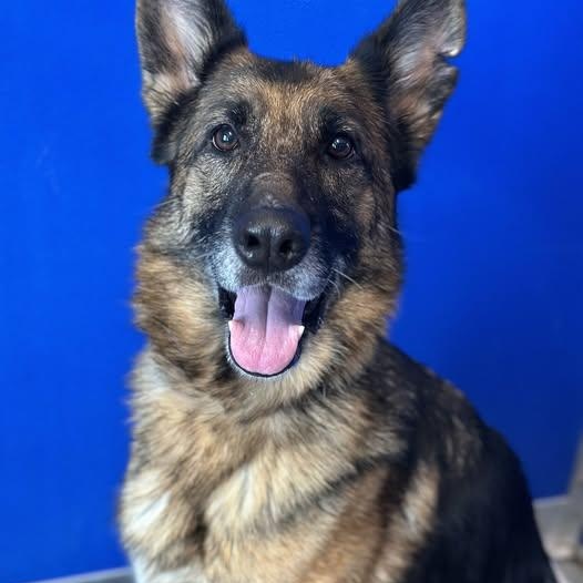 Enlarge 25-01866 LACEY , a ADOPTABLE German Shepherd Dog in Fredericksburg, VA image 1/2