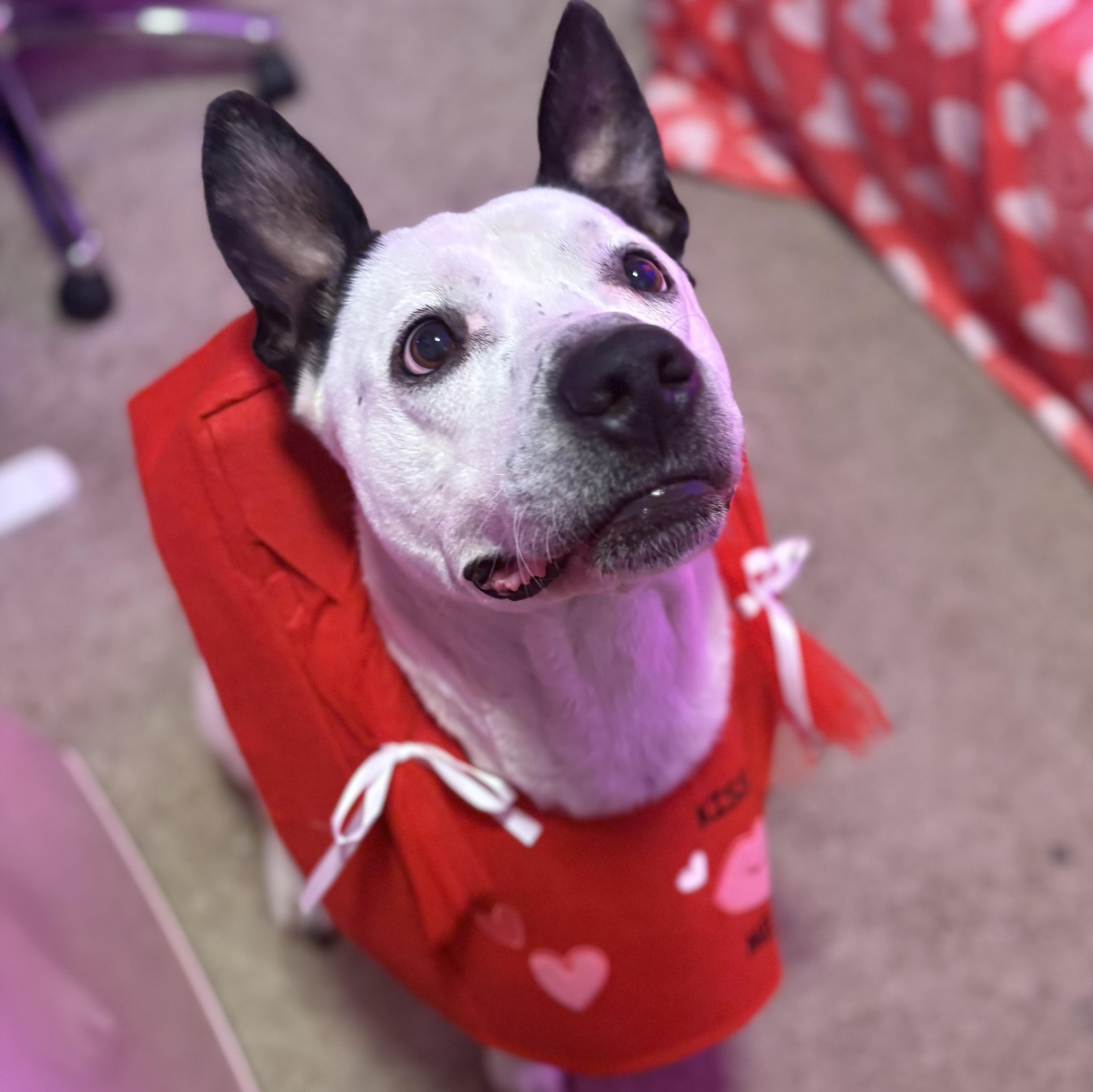 Bolt — thumbnail 5