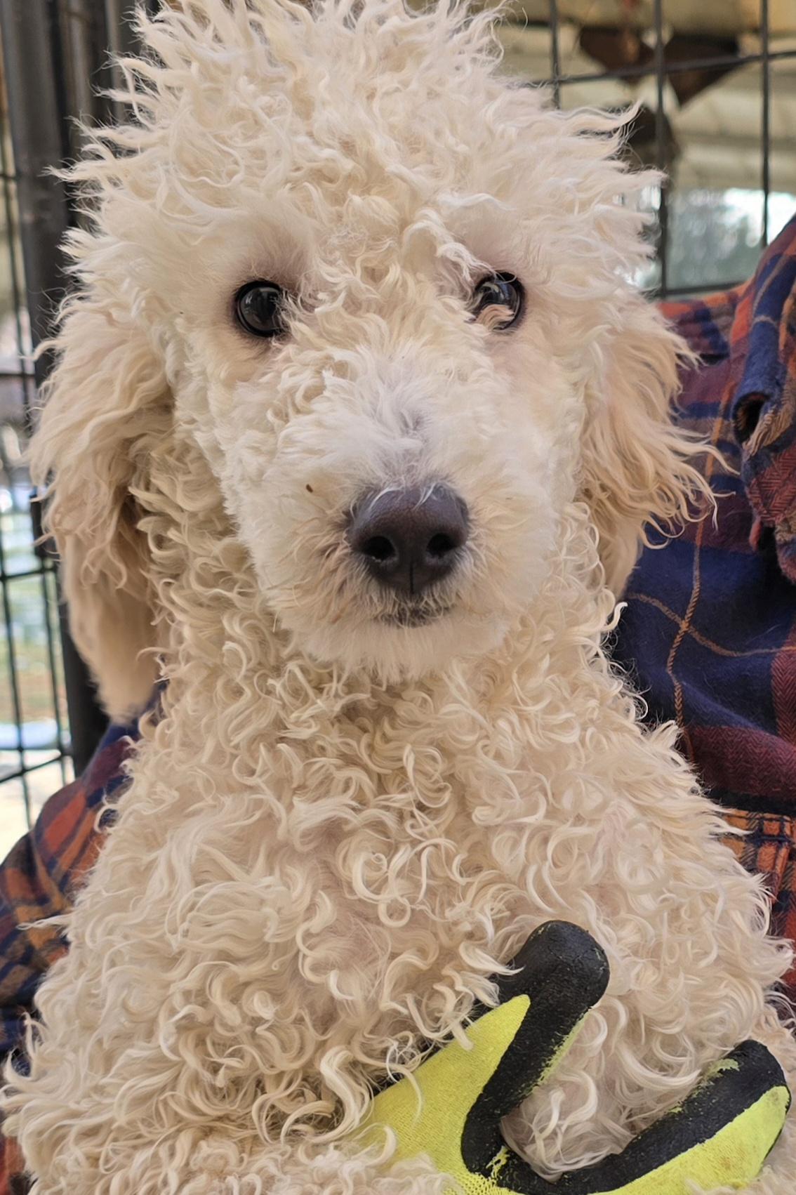 Male Poodles, a ADOPTABLE Miniature Poodle in Terre Haute, IN image 2/2