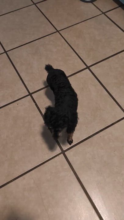 Enlarge Lulu, a Adopted Poodle (Toy) in Columbus, OH video 5/5