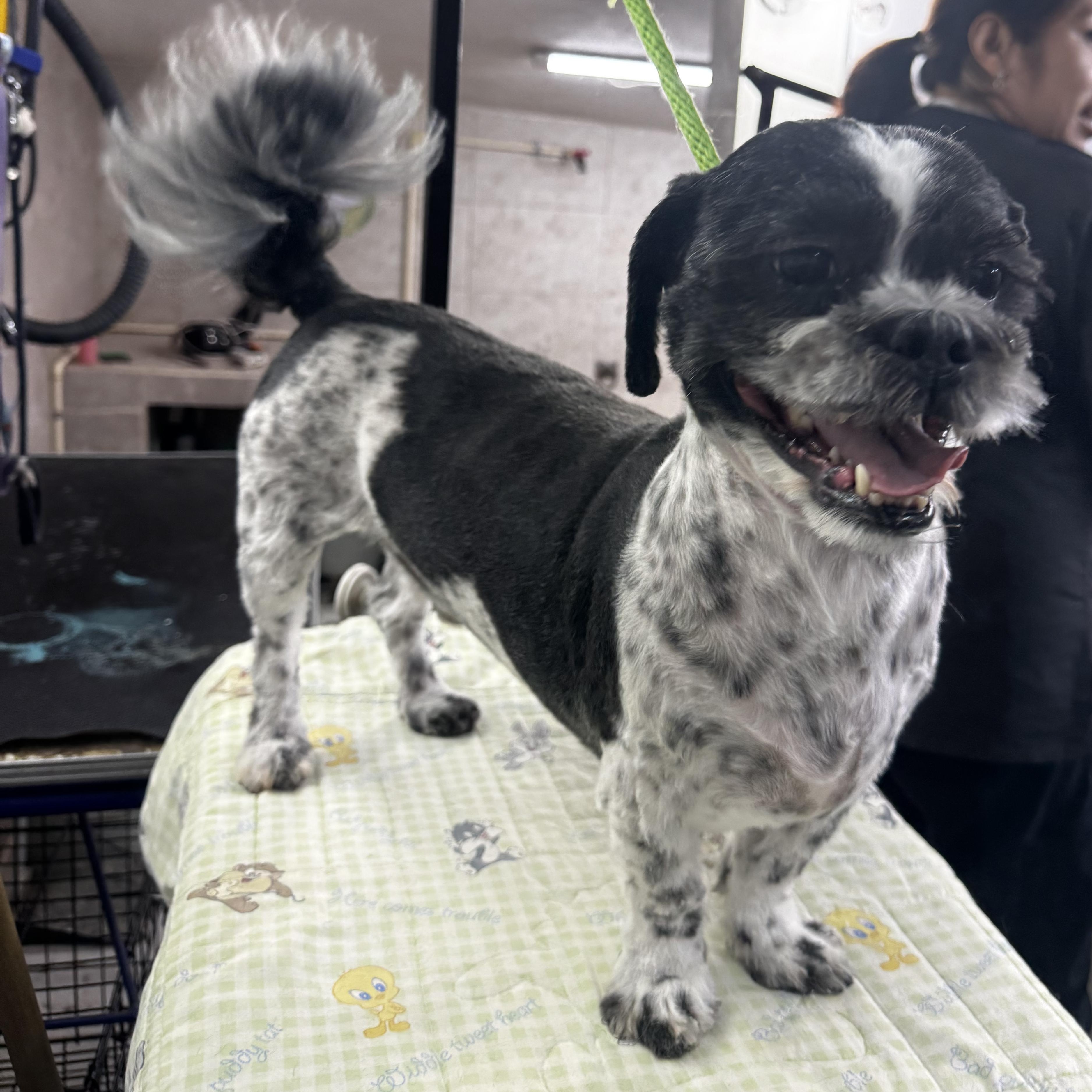 Charlie, a Adoptable mixed breed in Charlotte, NC image 1/6