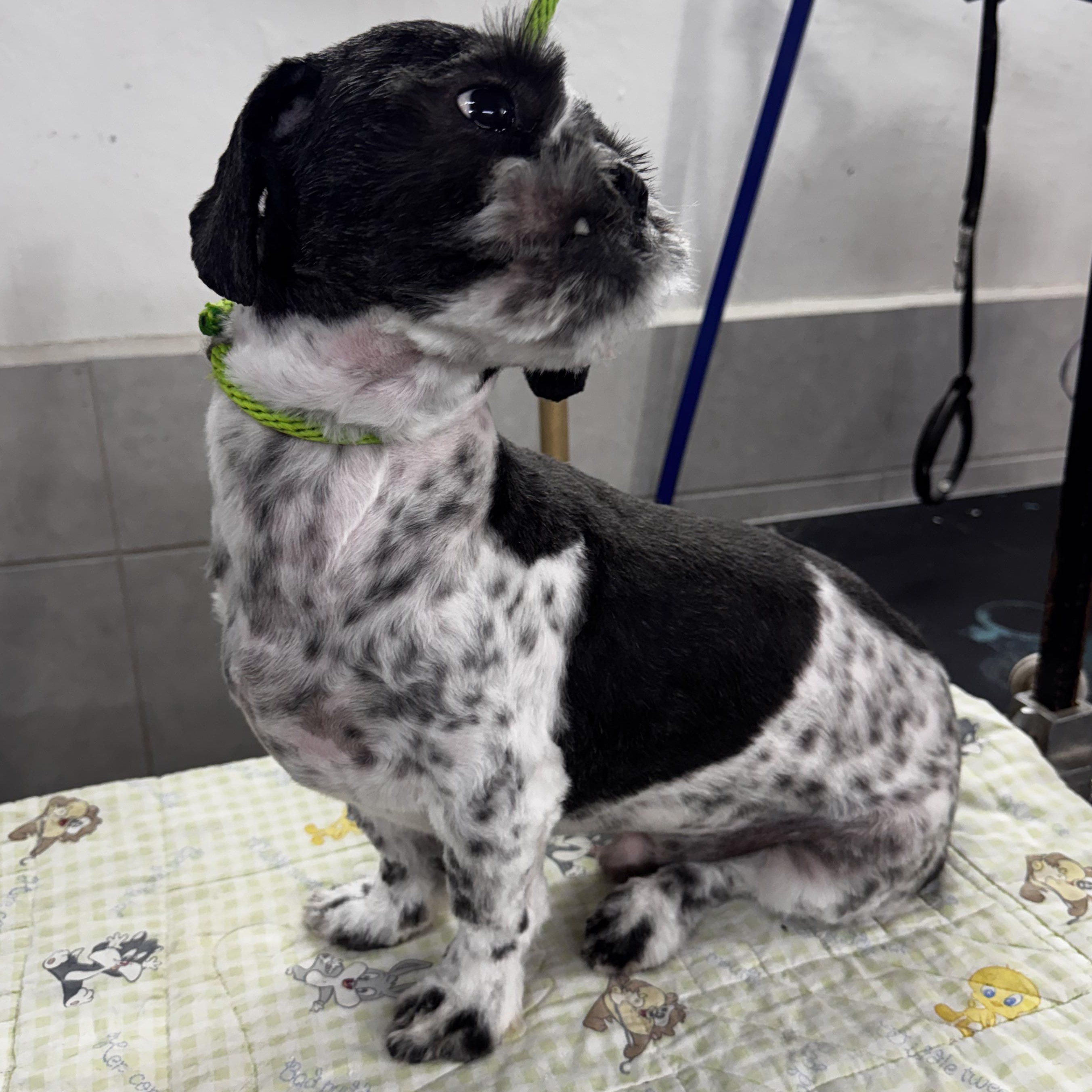 Charlie, a Adoptable mixed breed in Charlotte, NC image 5/6