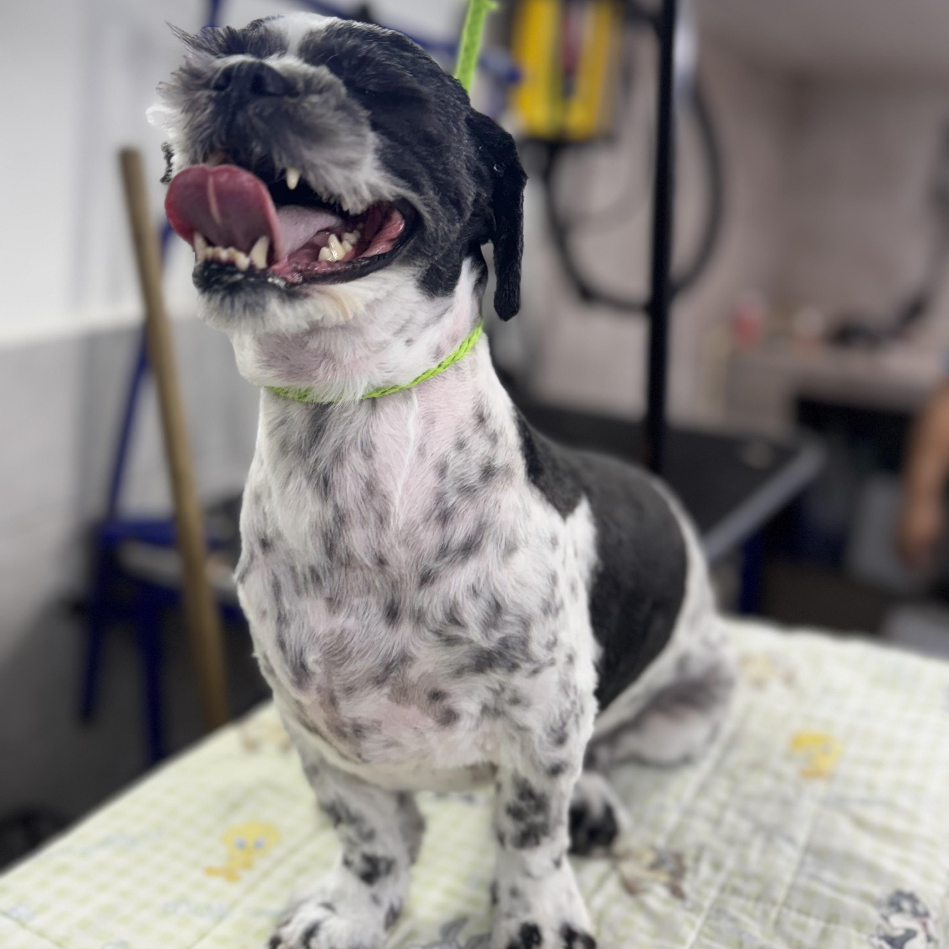 Charlie, a Adoptable mixed breed in Charlotte, NC image 4/6