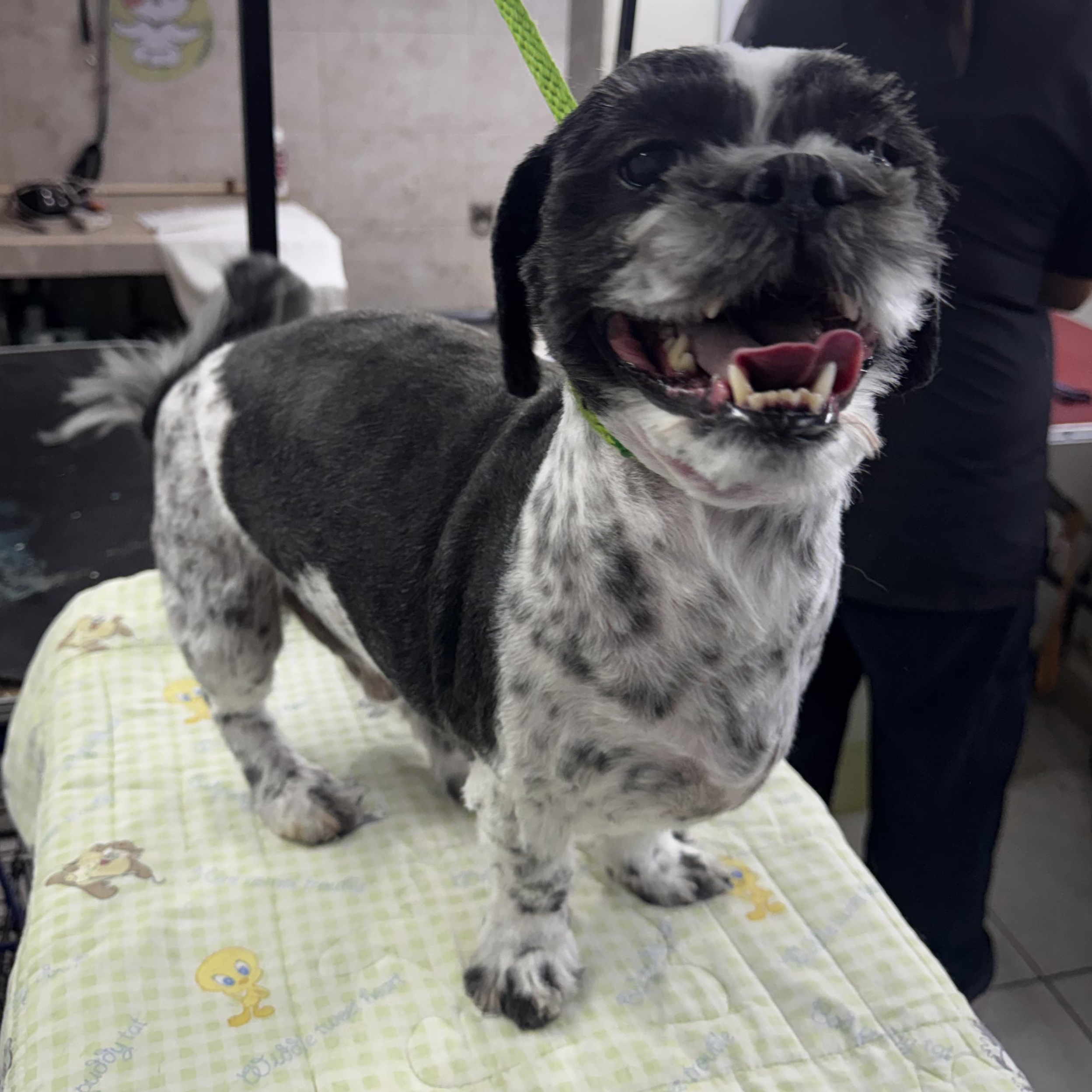 Charlie, a Adoptable mixed breed in Charlotte, NC image 3/6