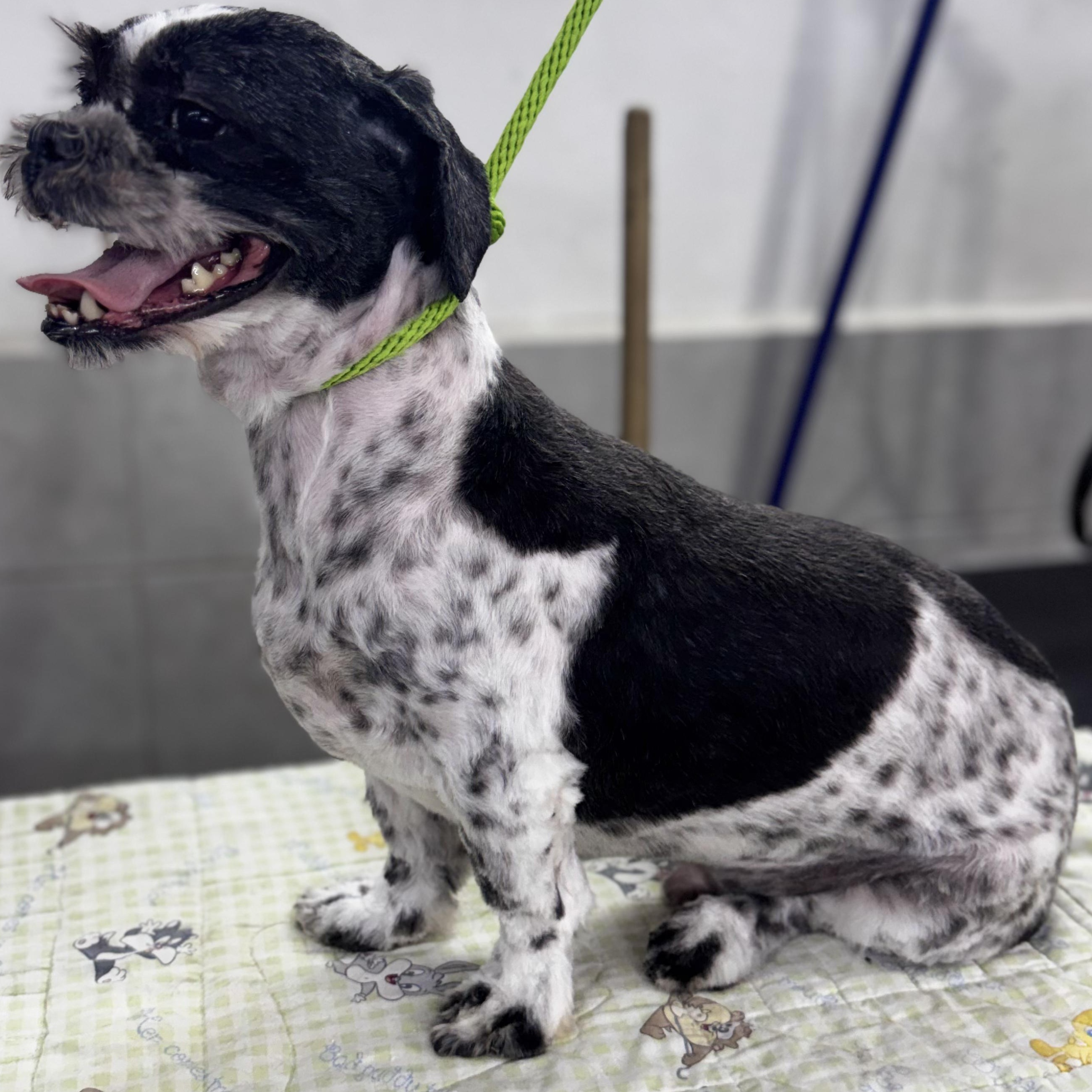 Charlie, a Adoptable mixed breed in Charlotte, NC image 6/6