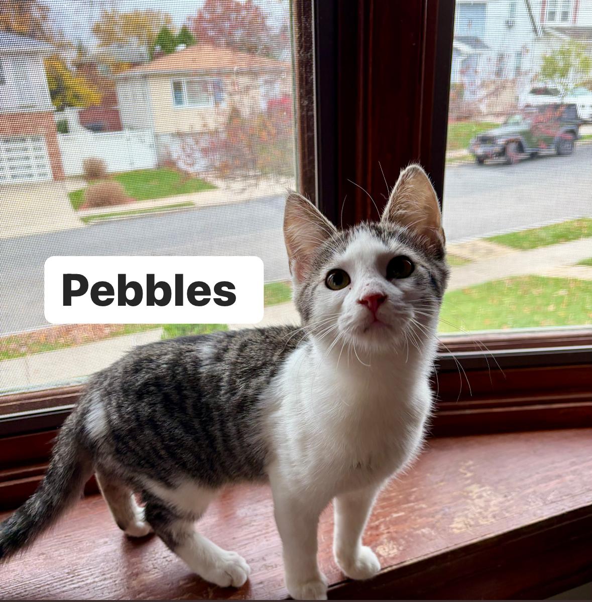 Pebbles, a Adoptable Domestic Short Hair in Staten Island, NY image 1/3