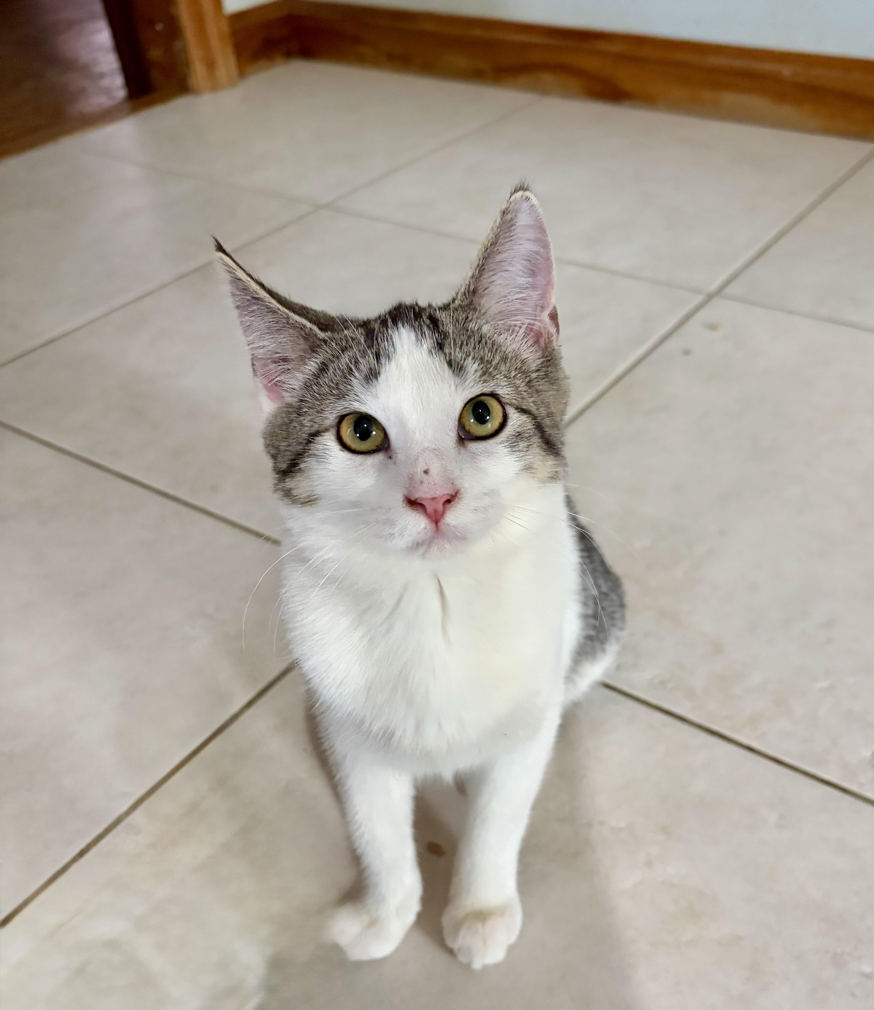 Pebbles, a Adoptable Domestic Short Hair in Staten Island, NY image 2/3