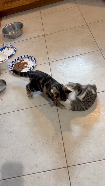 Enlarge Pebbles, a Adoptable Domestic Short Hair in Staten Island, NY video 3/3