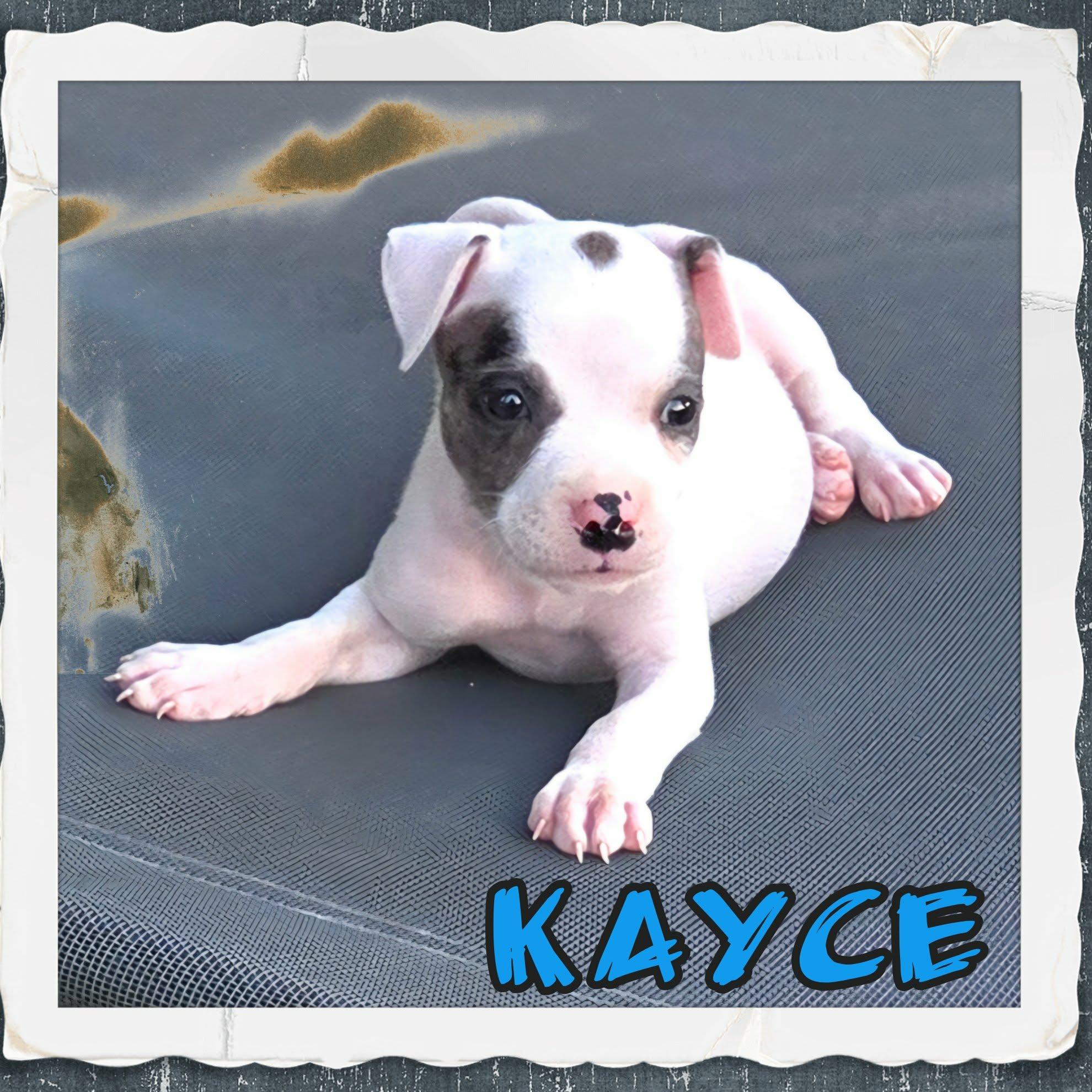 Enlarge Kayce, an adopted mixed breed in Grove, OK image 3/4