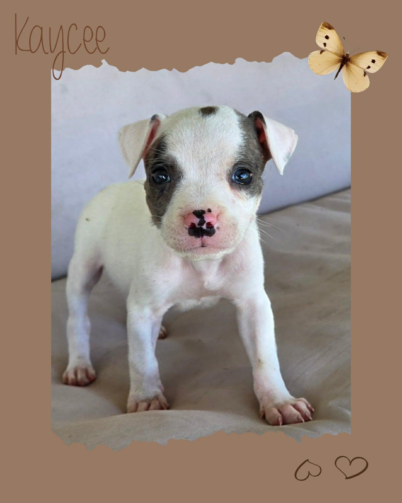 Enlarge Kayce, an adopted mixed breed in Grove, OK image 4/4
